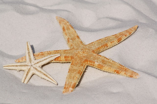 mořské hvězdice