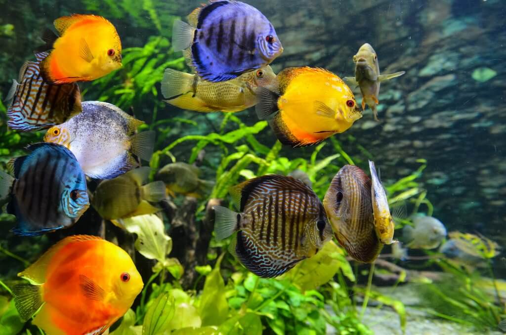 rybičky v akváriu